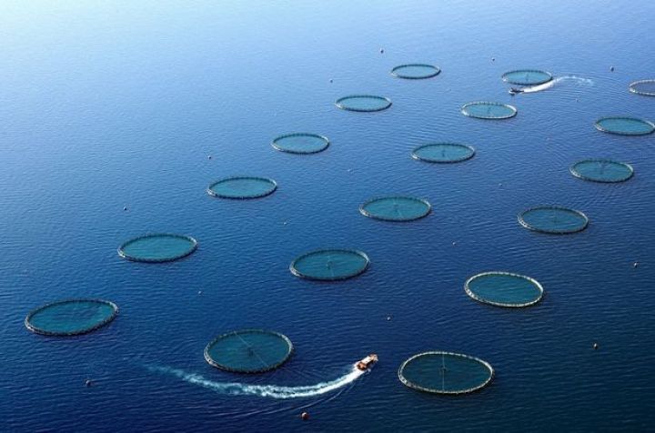 Böyük "balıq", kiçik "balığı" satın alır