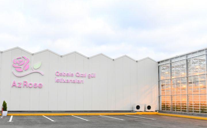 AzRose Qızılgül İstixanasından yeni növ qızılgüllər - FOTO