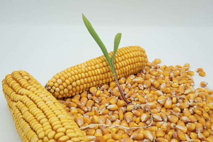 Qarğıdalı idxalı azalıb