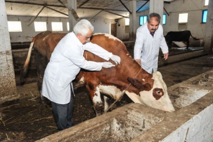 Dövlət baytarlarla ilk müqaviləni imzalayacaq