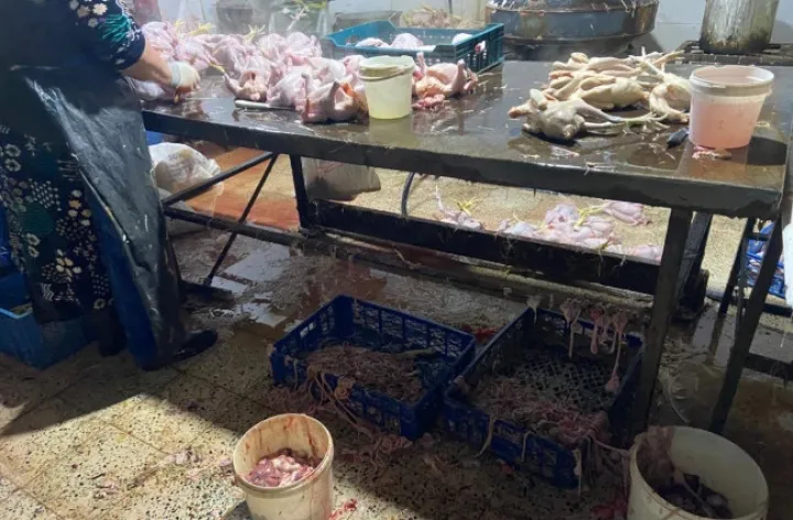 Mənşəyi məlum olmayan rənglər ilə toyuqlar rənglənib, "kənd toyuğu" təəssüratı yaradılıb