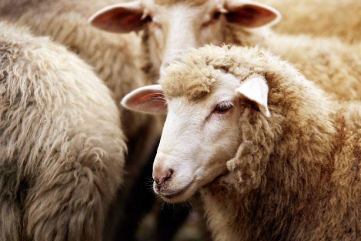 "2030-cu ilə qədər qoyun əti istehsalı 9 % artırılacaq"